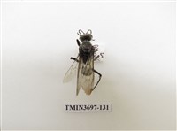 藏品(膜翅目(蜂))的圖片